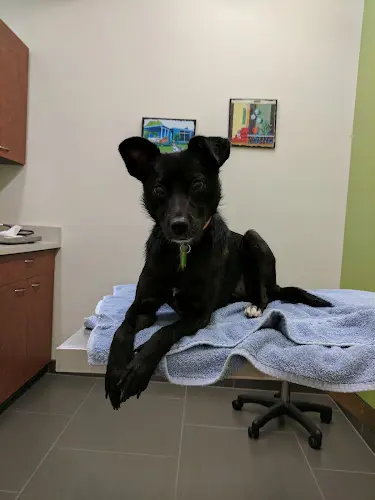 Pet vet Maple Leaf Veterinary Care Center Kirkland