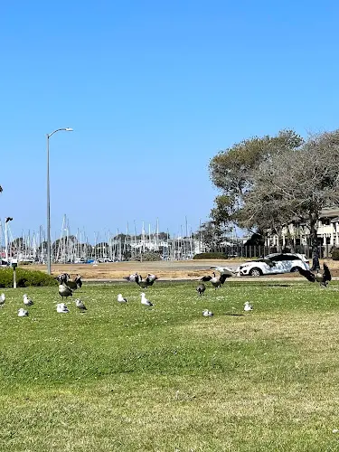 Dog Park Shimada Friendship Park Richmond