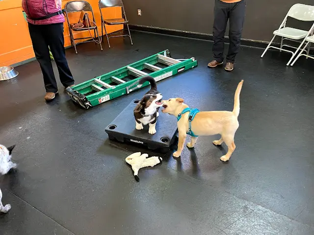 Dog day care center Doggy Business Portland