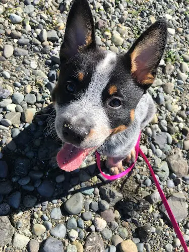 Dog breeder Back Country Cattle dogs Everett