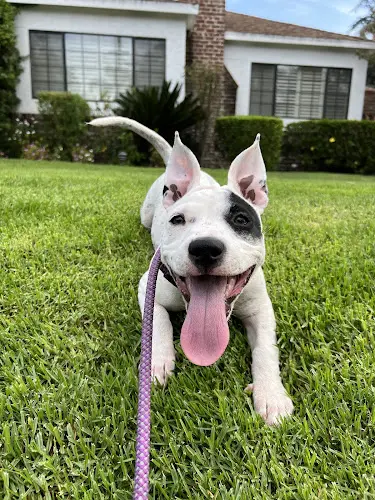 Pet vet Animal Dermatology Center Burbank
