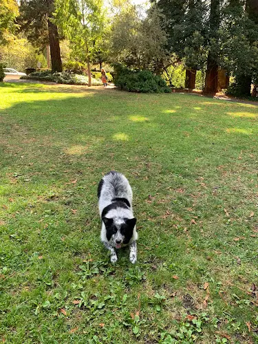 Dog Park Live Oak Park Berkeley