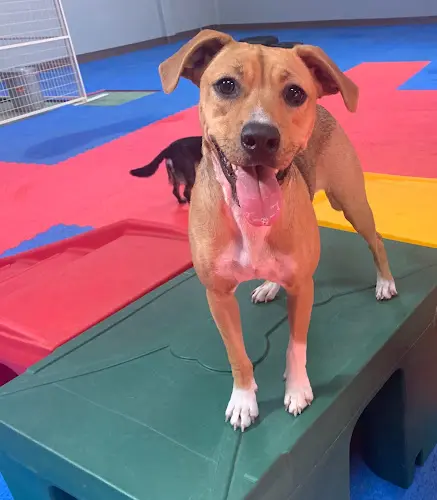 Dog breeder Ridgeside K9 NorCal Dog Training Chico