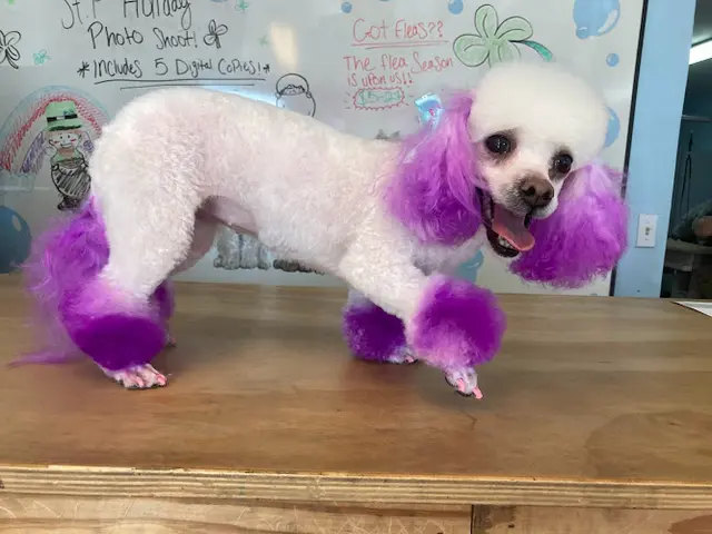 Dog Grooming PuppyCut Grooming Elk Grove