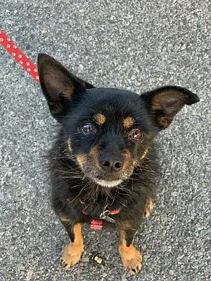 Rescue & Shelter Animal Rescue Volunteers Thousand Oaks