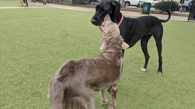 Pet boarding service Little Italy Dog Park San Diego