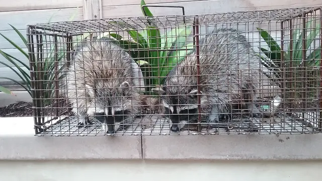 Rescue & Shelter The Critter Trapper wildlife control. Inglewood