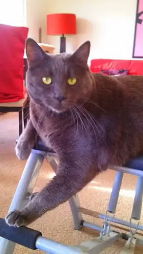Pet vet Especially Cats Veterinary Hospital, A Thrive Pet Healthcare Partner San Francisco