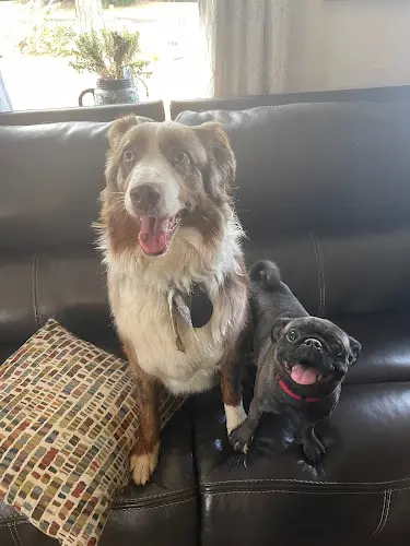 Dog day care center HollyWoof-Woof Doggie Salon & Hotel San Bernardino