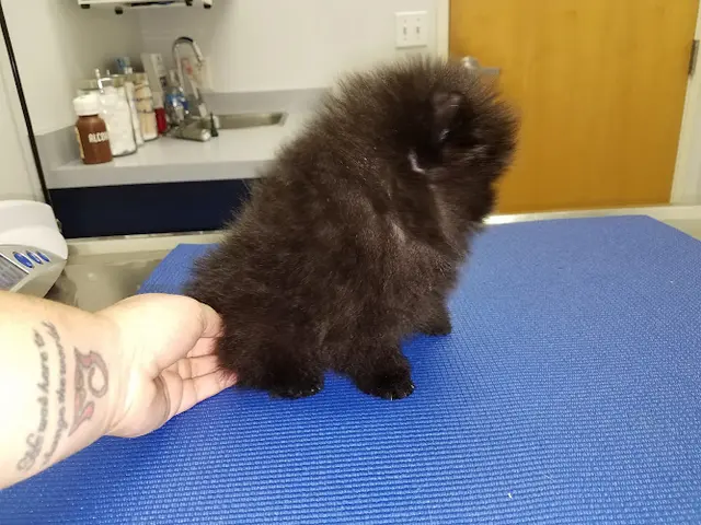 Pet boarding service Waterhouse Animal Hospital Fresno