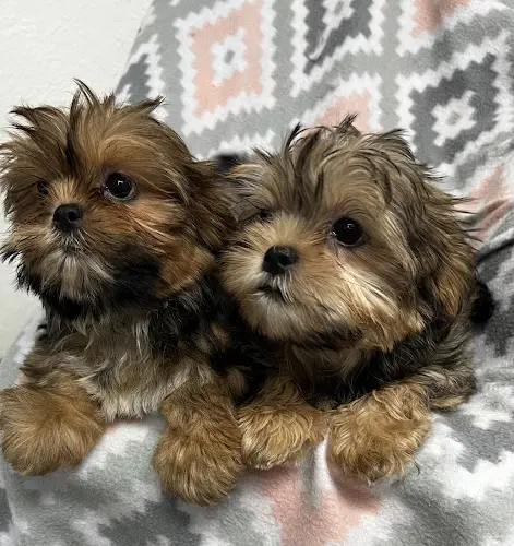Dog breeder Shorkie Puppies Tacoma