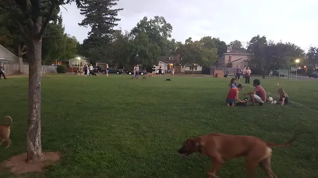 Dog Park Bertha Henschel Park Sacramento