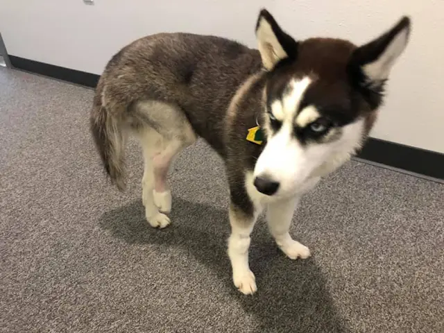 Dog breeder Phi Chas Siberians Huskies Gresham