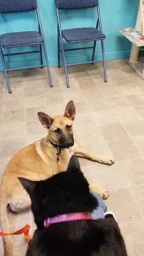 Pet vet Wags to Riches Animal Rescue Yakima