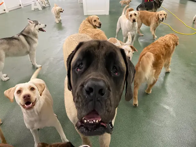 Dog walker FLYING HIGH PET RESORT Oxnard