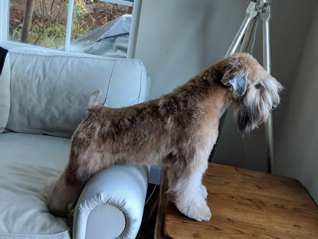 Pet boarding service Dog's Best Friend & The Cat's Meow Richmond
