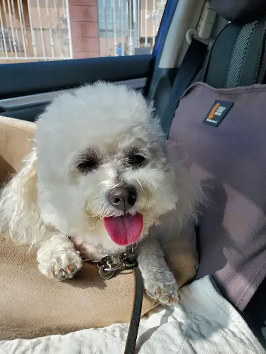 Dog Grooming Sandy's Grooming Parlor Burbank