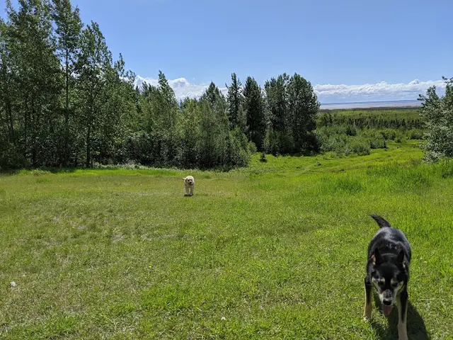 Dog Park Oceanview Bluff Park Anchorage