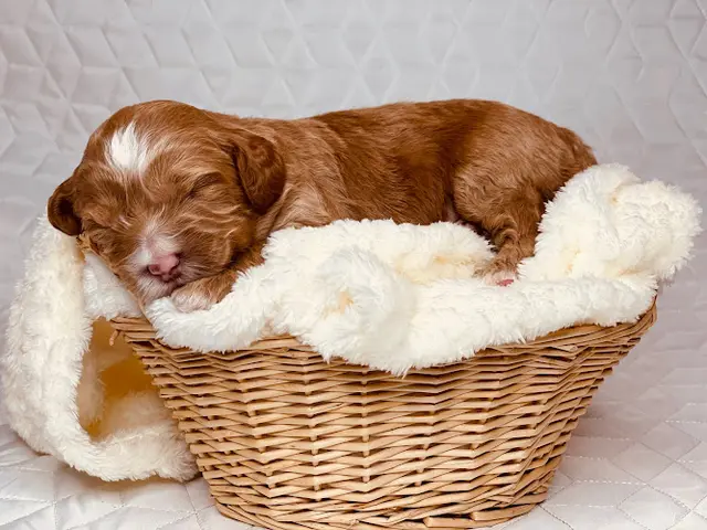 Dog breeder Adorable Labradoodle Puppies Fairfield