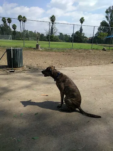 Dog Park Veterans Barrington Park Santa Monica