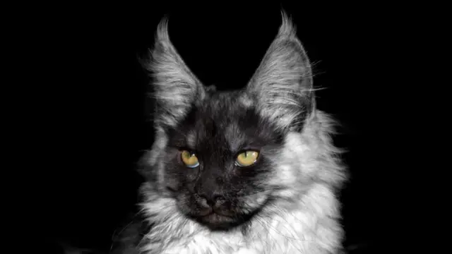 Dog breeder Coon-Kingdom Maine Coons LLC Federal Way