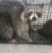 Rescue & Shelter Humane Raccoon Removal San Diego San Diego