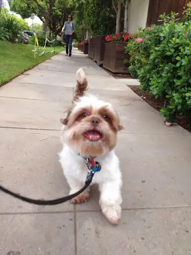 Dog Grooming Fetch Pet Care West Los Angeles Santa Monica