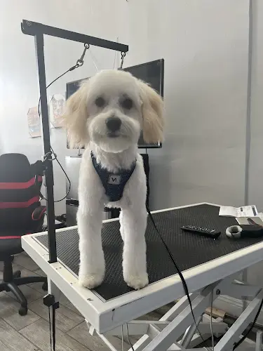 Dog Grooming Calis Pet Grooming Los Angeles