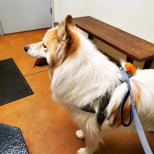 Pet vet Exeter Veterinary Hospital Visalia