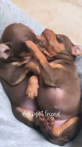 Rescue & Shelter Doberman Adoption Home San Leandro