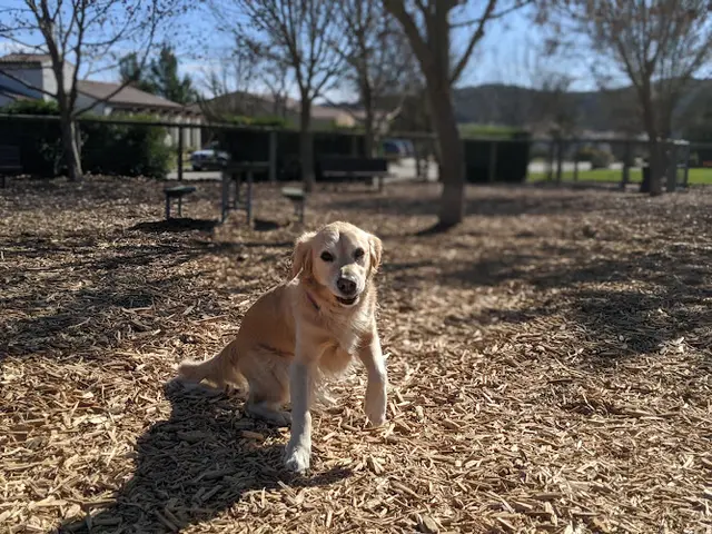 Dog Park Vineyard Dog Park Clovis