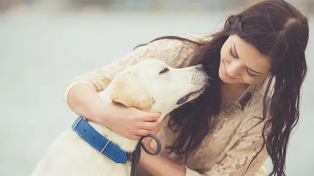 Pet boarding service VCA Bay Park Animal Hospital San Diego