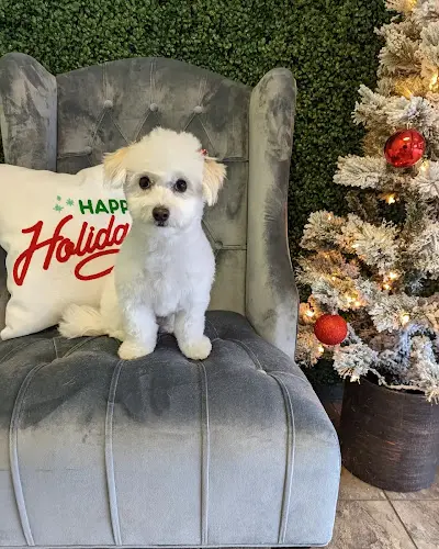 Dog Grooming Diva Do's Luxury Pet Spa (Previously G & J Grooming) Bakersfield