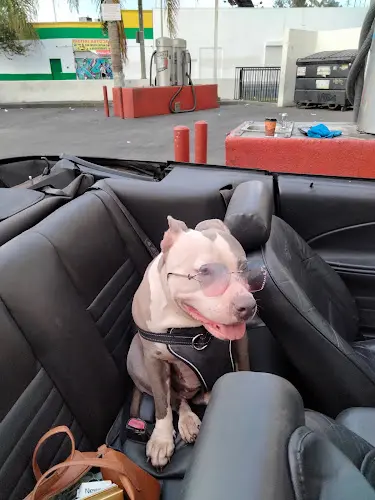 Rescue & Shelter Pitbull Rescue Glendale