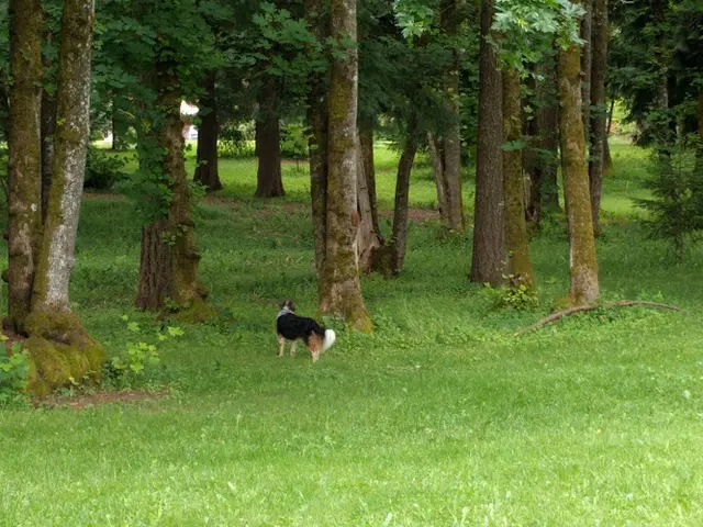 Dog Park Columbia View Park Gresham