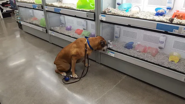 Dog breeder Petco Federal Way