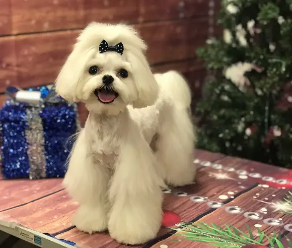 Dog Grooming Pet Envy Tulare Visalia