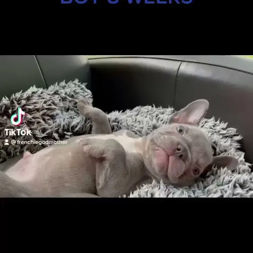 Dog breeder Rarefrenchbulldogs Victorville