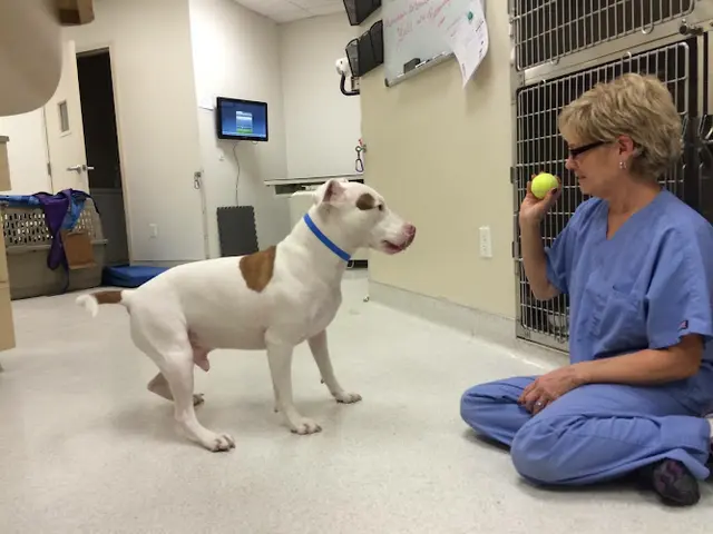 Pet vet Animal Hospital of Irvine Orange