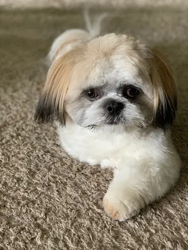 Dog Grooming Jordan's Pet Grooming Anchorage