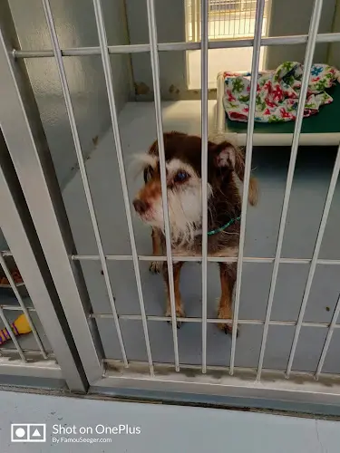 Dog day care center City of Chico Animal Shelter Chico