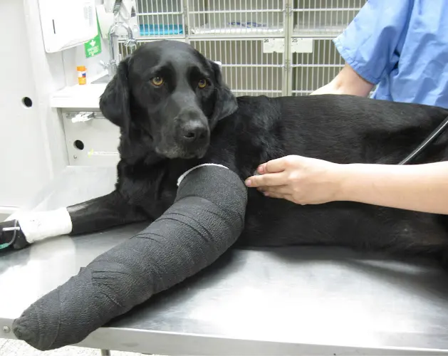 Pet vet Orange County Emergency Pet Clinic Westminster
