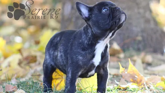 Dog breeder Serene Prairie French Bulldogs Spokane