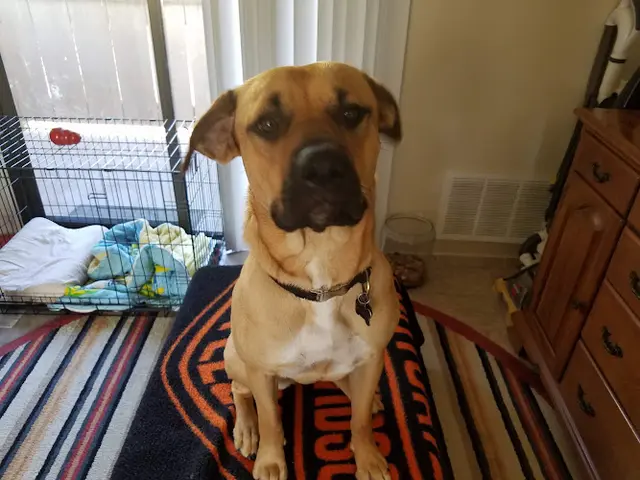 Pet boarding service Paws Inn Fresno