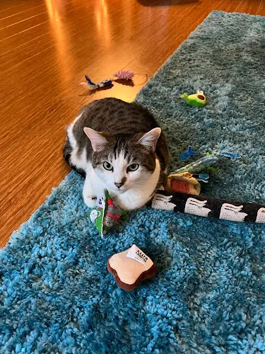 Pet boarding service Cat-tastic pet sitting Vancouver