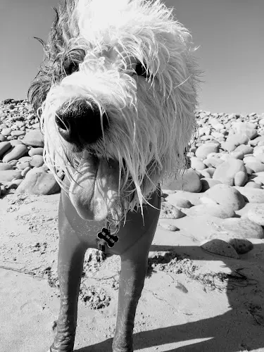 Dog Park Emma Wood River Trail Ventura