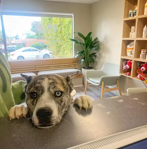 Pet vet ABC Veterinary Hospital Pacific Beach San Diego