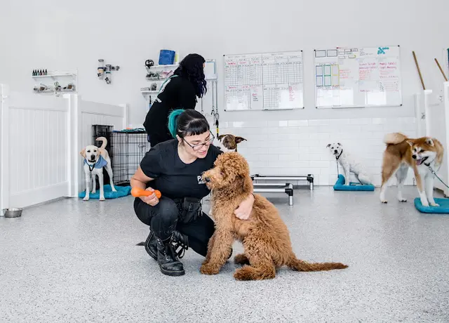 Dog trainer Pack Method Prep San Diego