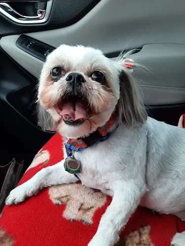 Dog Grooming Dee's Dog Grooming, LLC Beaverton