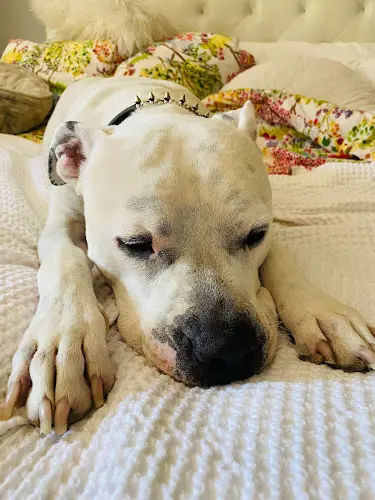 Rescue & Shelter Philozoia Santa Monica